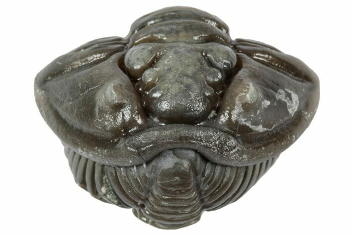 Wide Enrolled Flexicalymene Trilobite - Mt Orab, Ohio #358091